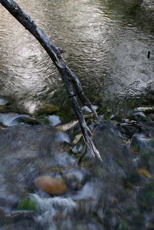 Nature WS - 15.jpg